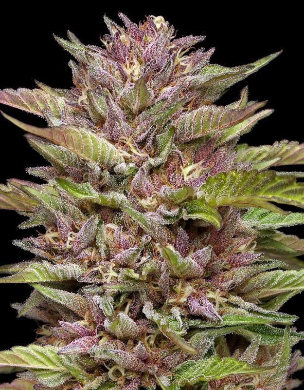 Pineapple Muffin (Humboldt Seed Co.) feminisiert