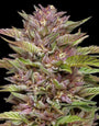Pineapple Muffin (Humboldt Seed Co.) feminized