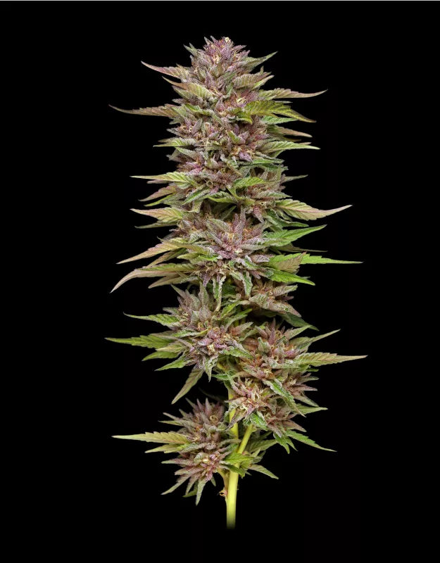 Pineapple Muffin (Humboldt Seed Co.) feminisiert
