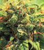 Pineapple Upside Down Cake (Humboldt Seed Co.) feminisiert
