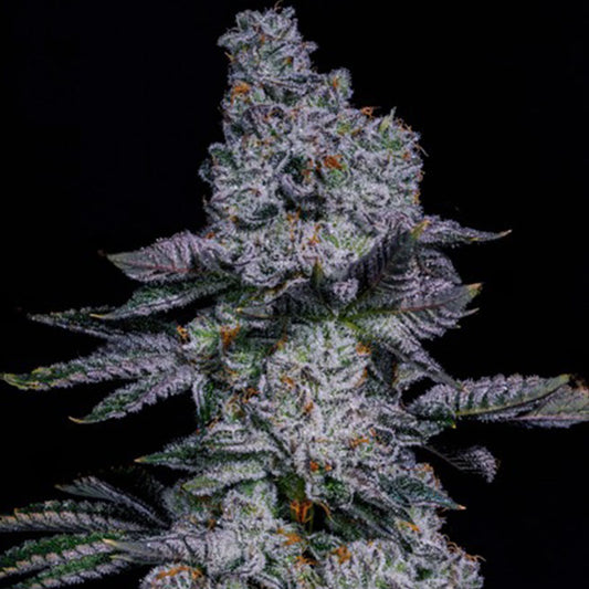 Pineapple Runtz Auto (Ethos Genetics)