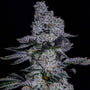Pineapple Runtz Auto (Ethos Genetics)