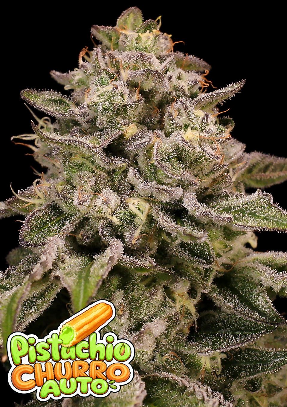Pistachio Churro Auto (Anesia Seeds) Cannabis Samen von Anesia Seeds