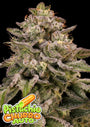 Pistachio Churro Auto (Anesia Seeds)