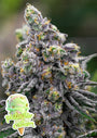 Pistachio Snow Cream (Anesia Seeds) feminized