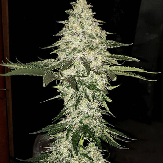 Planet of the Grapes Auto (Ethos Genetics)