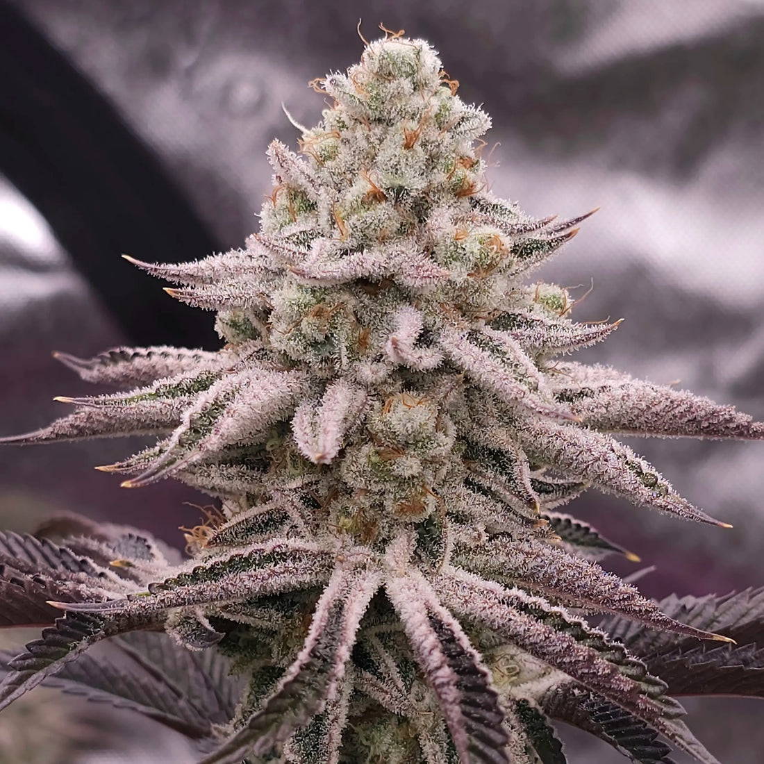 In House Genetics - Platinum Zushi
