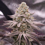 Platinum Zushi (In House Genetics) feminized