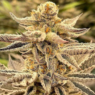 Platinum Dosi (In House Genetics) feminisiert