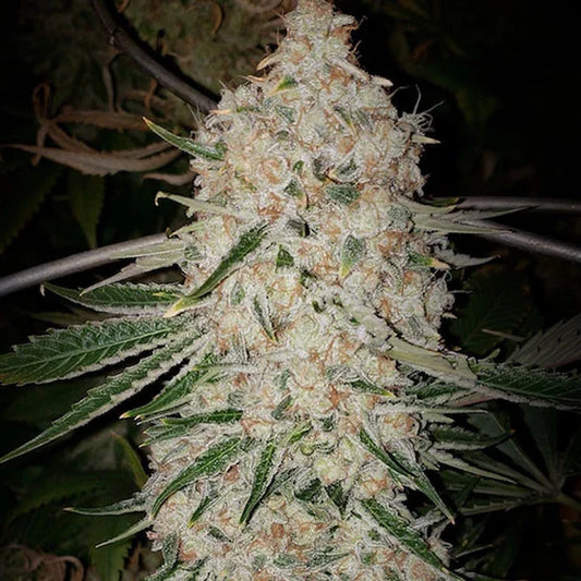 Pluto Cut Auto RF3 (Ethos Genetics)