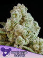 Privileged Baddie (Anesia Seeds) feminized