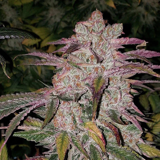 Purple Thai Auto RBX1 (Ethos Genetics)