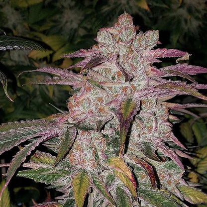 Purple Thai Auto RBX1 (Ethos Genetics)
