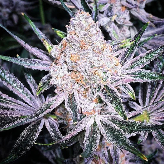 Purple Sunset RBX2 (Ethos Genetics) feminisiert