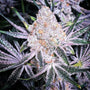Purple Sunset RBX2 (Ethos Genetics) Feminized