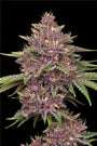 Purpz (Humboldt Seed Co.) feminized