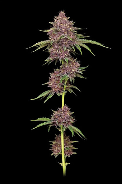 Purpz (Humboldt Seed Co.) feminisiert
