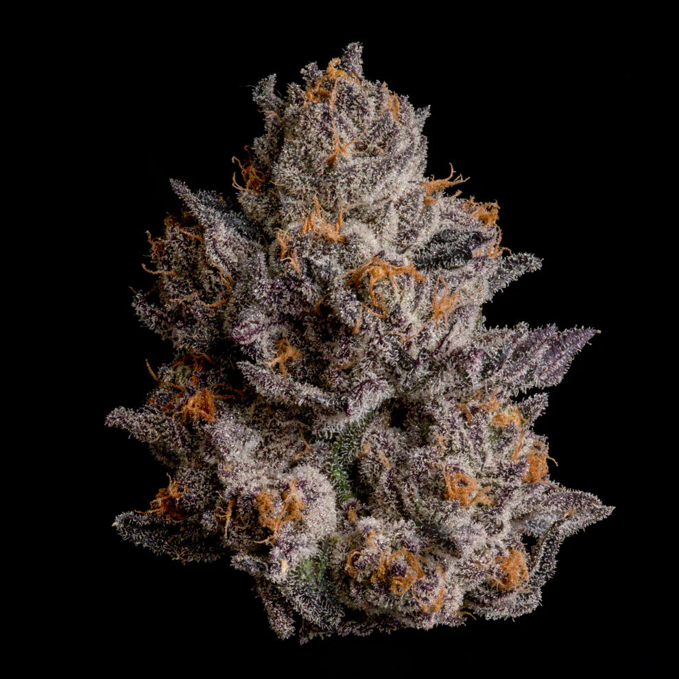 Black Orchard (Wizard Trees) feminisiert Cannabis Samen von Wizard Trees