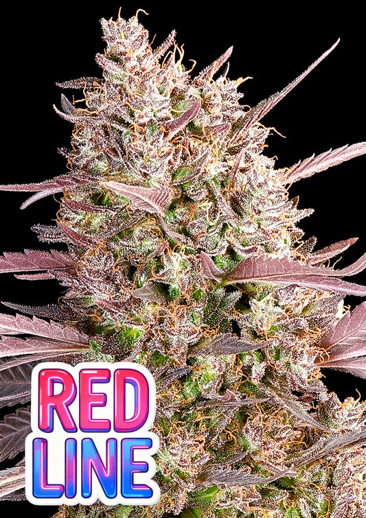 Red Line (Anesia Seeds) feminisiert