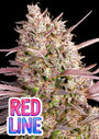 Red Line (Anesia Seeds) feminized