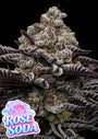 Rose Soda (Anesia Seeds) Feminized