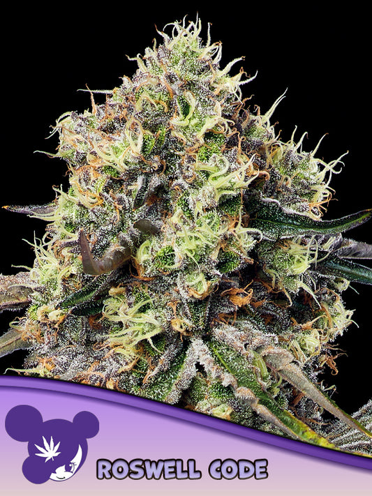 Roswell Code (Anesia Seeds) feminisiert