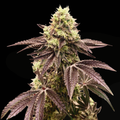 Runtz Auto (MischSeeds) Cannabis Samen von MischSeeds