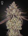 Skywalker Auto (Greenhouse Seed Co.)