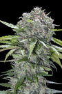 San Bacio Burger (Advanced Seeds) feminisiert