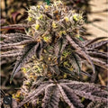 M.C. Nuggets R1 (Ethos Genetics) feminisiert Cannabis Samen von Ethos Genetics