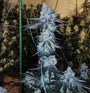 All the Sauces R1 (Ethos Genetics) Feminized