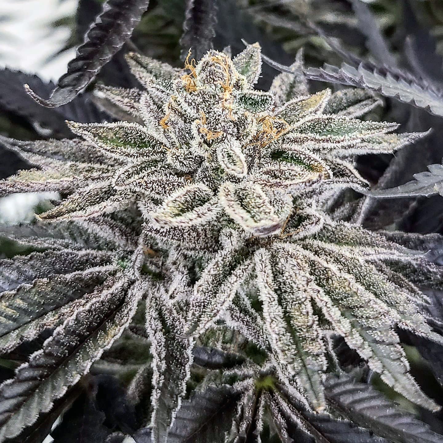 King Cone (Elev8 Seeds) feminisiert