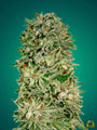 Shark Widow CBD (Advanced Seeds) feminisiert