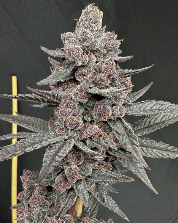 Sinferno (Solfire Gardens) feminisiert Cannabis Samen von Solfire Gardens