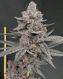 Sinferno (Solfire Gardens) Feminized