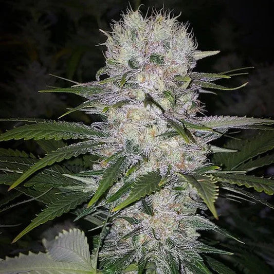 Skunk Hero RBX1 (Ethos Genetics) feminisiert