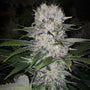 Skunk Hero RBX1 (Ethos Genetics) Feminized