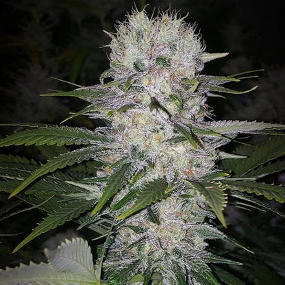Skunk Hero RBX1 (Ethos Genetics) feminisiert