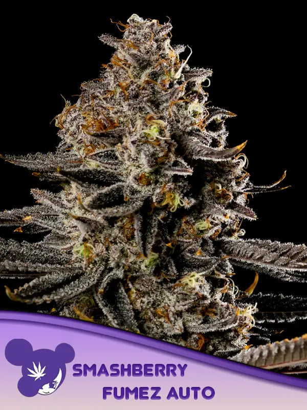 Smashberry Fumez Auto (Anesia Seeds)