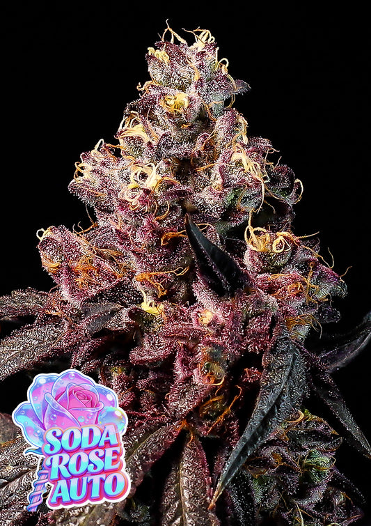 Soda Rose Auto (Anesia Seeds)
