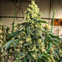Sour G R1 (Ethos Genetics) feminisiert