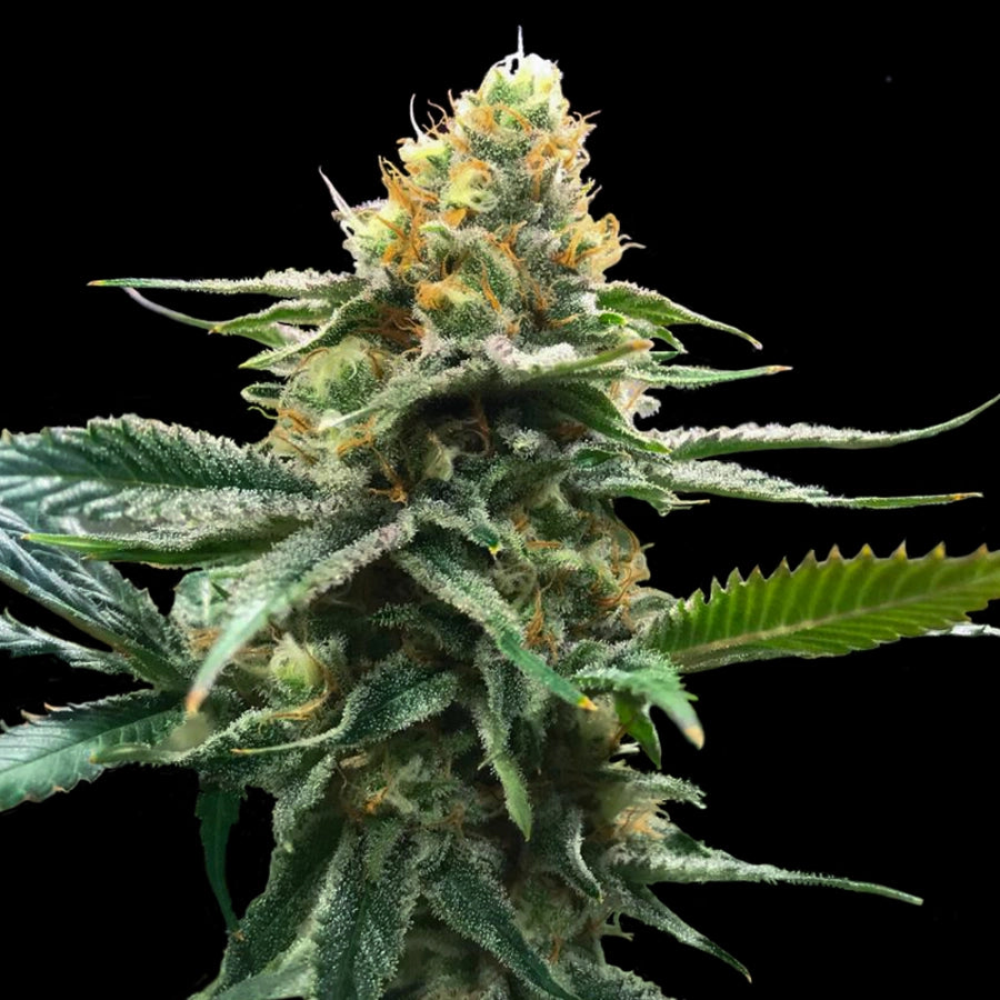 Sour Sorbet (DNA Genetics) feminisiert Cannabis Samen von DNA Genetics