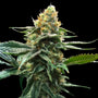 Sour Sorbet (DNA Genetics) feminisiert