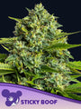 Sticky Boof (Anesia Seeds) feminized