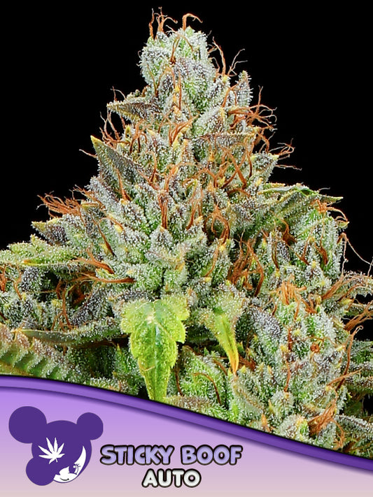 Sticky Boof Auto (Anesia Seeds)