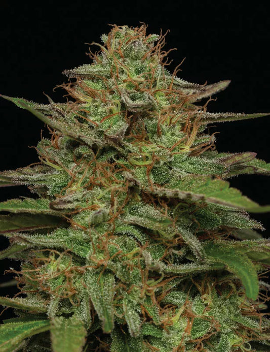 Strawberry Cheesecake Auto (Humboldt Seed Co.)