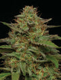 Strawberry Cheesecake Auto (Humboldt Seed Co.)