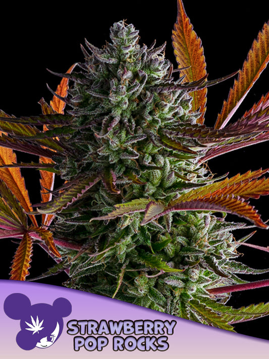 Strawberry Pop Rocks (Anesia Seeds) feminisiert