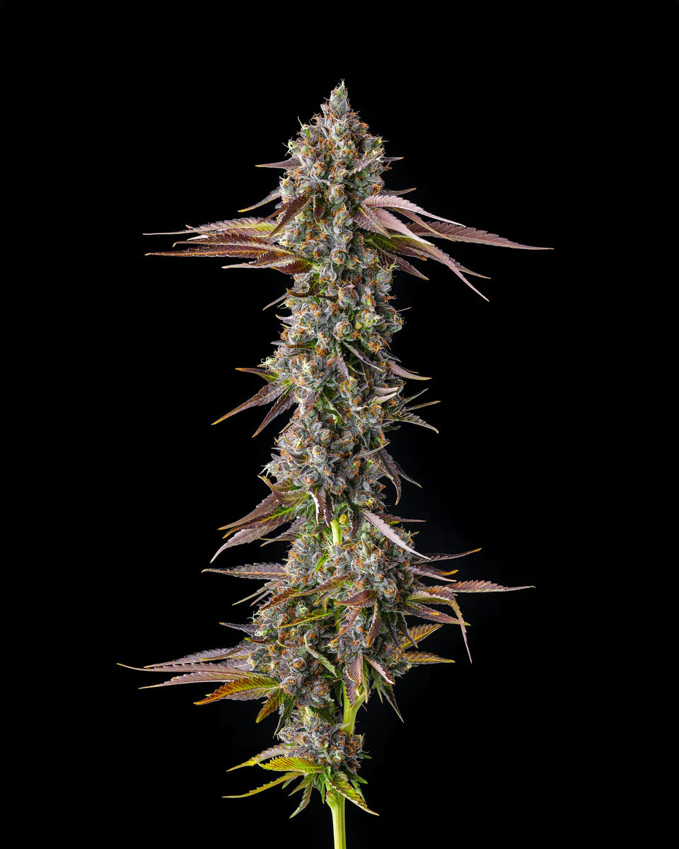 Strawberry Skrilla (Compound Genetics) feminisiert