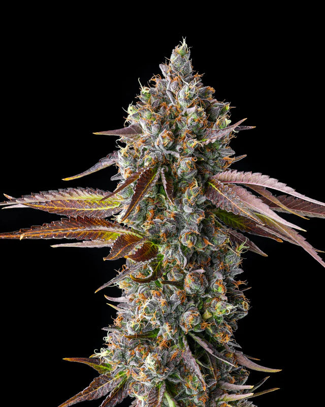 Strawberry Skrilla (Compound Genetics) feminisiert